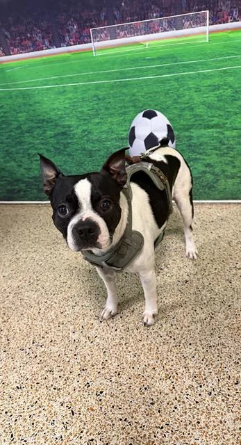 An adult small-sized male Boston Terrier dog named Toby for adoption in Miami, FL