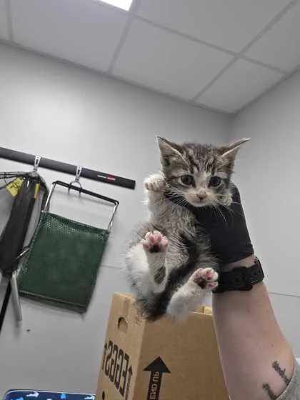 A baby small-sized male Domestic Short Hair cat named Tumnus for adoption in Sevierville, TN