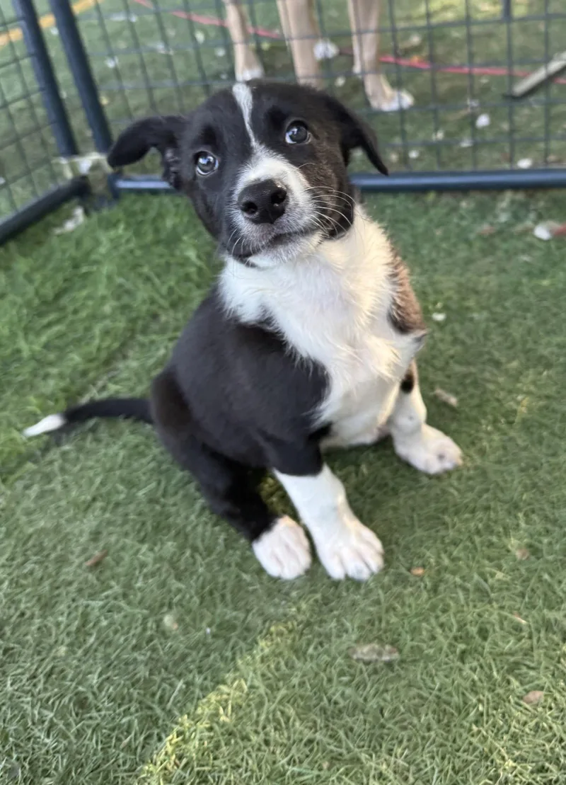 A baby medium-sized female Border Collie dog named Magnolia for adoption in Sebec, ME