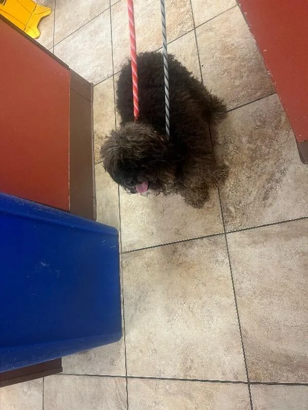 An adult medium-sized female Brown / Chocolate Cockapoo dog named Reese for adoption in Cincinnati, OH