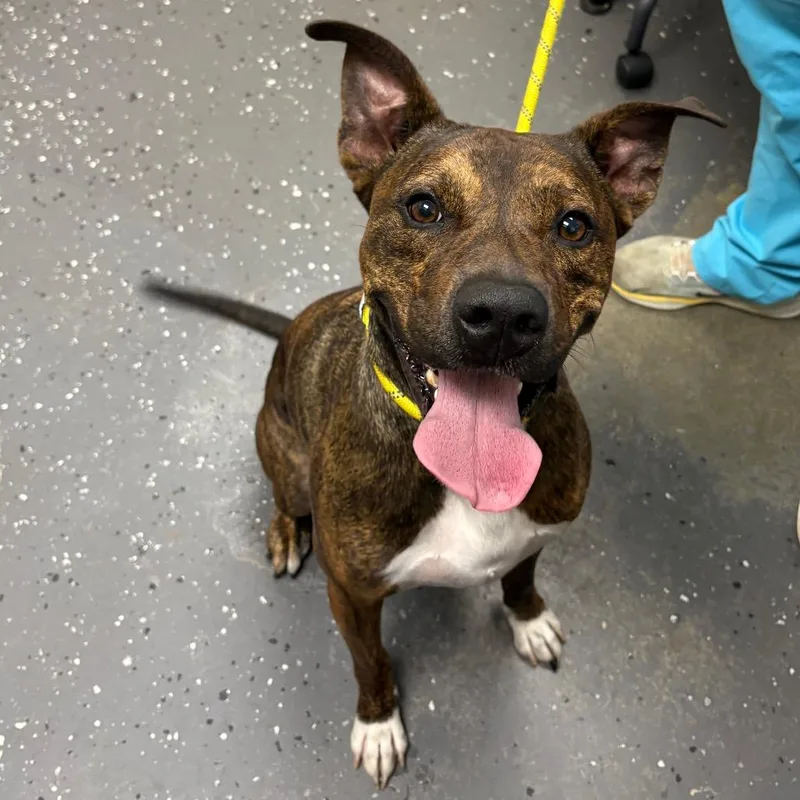 An adult medium-sized male Black Mixed Breed dog named Troy for adoption in Columbiana, AL