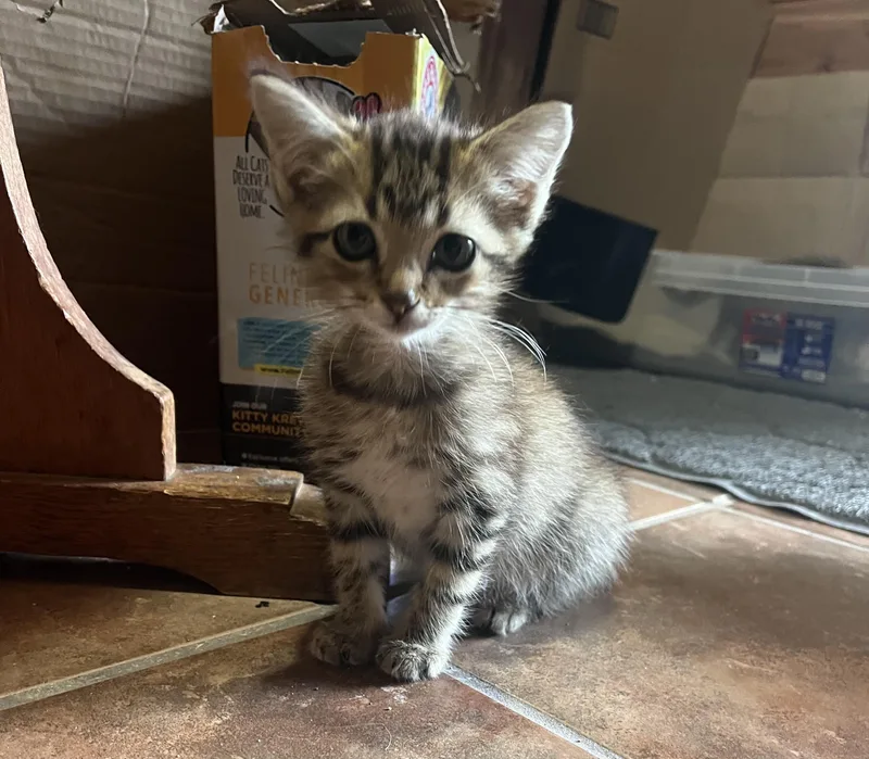A baby medium-sized male Tabby cat named Buddy for adoption in Melbourne, AR