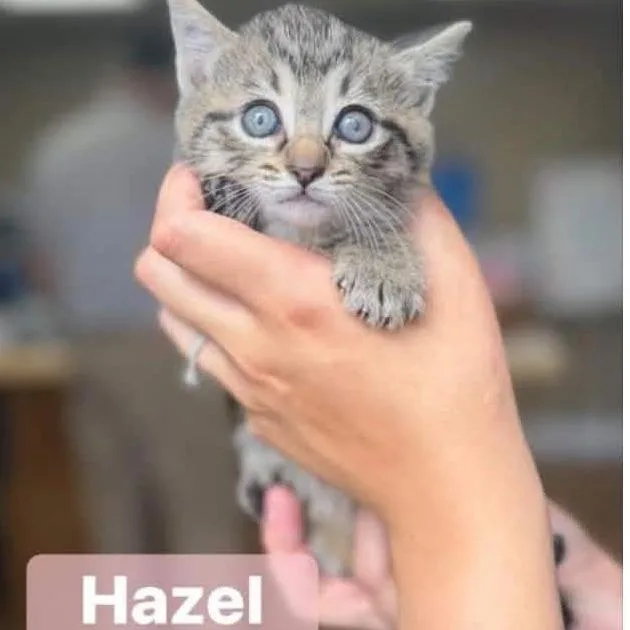 A baby small-sized female Gray / Blue / Silver Domestic Short Hair cat named Hazel In Manchester  for adoption in Alexandria, VA