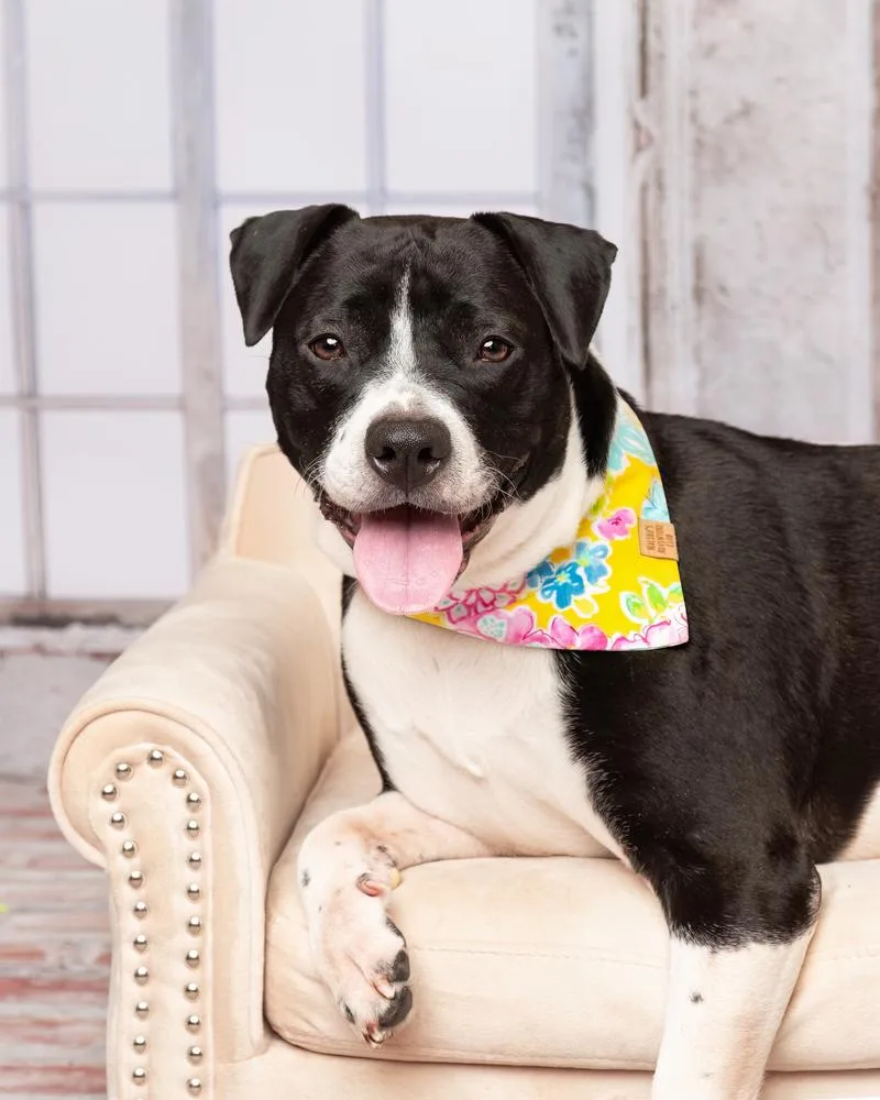 A baby large-sized female Tricolor (Brown, Black, & White) Pit Bull Terrier dog named Harley for adoption in Frisco, TX