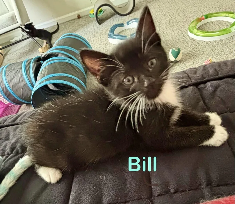 A baby medium-sized male Black & White / Tuxedo Domestic Short Hair cat named Bill for adoption in Reston, VA