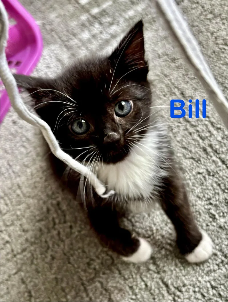 Bill thumbnail 2
