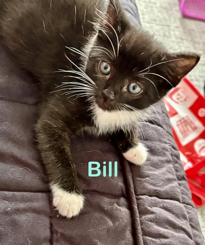 Bill thumbnail 3