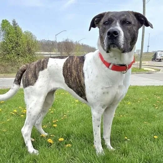 An adult large-sized female White / Cream Pit Bull Terrier dog named Penny for adoption in Weatherford, TX