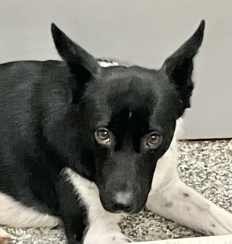 A young medium-sized female Shepherd dog named Tiny for adoption in Parma, OH