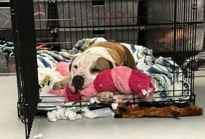 An adult large-sized male American Staffordshire Terrier dog named Dug for adoption in Sultan, WA