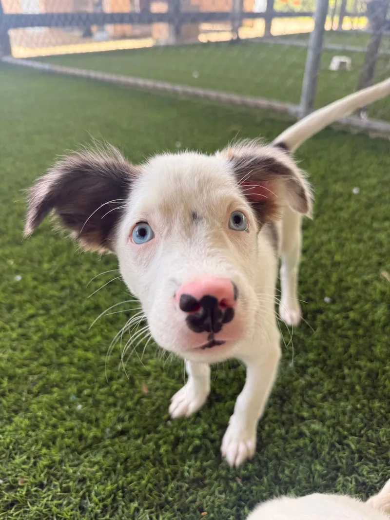 A baby small-sized male Mixed Breed dog named Nigel for adoption in Brooklyn, NY