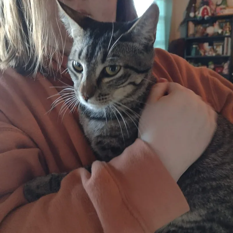 A baby medium-sized male American Shorthair cat named Spot for adoption in Yukon, OK