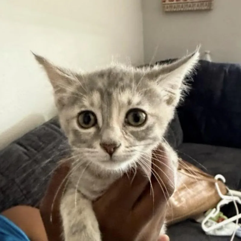 A baby small-sized female Gray / Blue / Silver Domestic Short Hair cat named Kemuri for adoption in Escondido, CA
