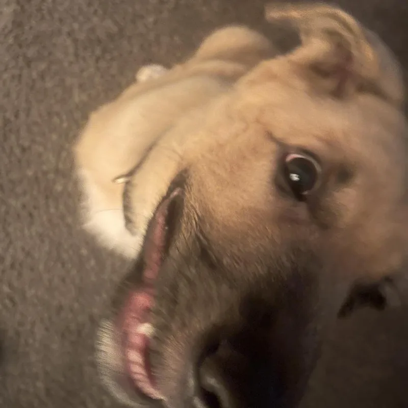 Ace thumbnail 3