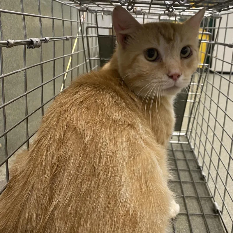 An adult medium-sized male Orange / Red Domestic Short Hair cat named 71743 for adoption in Harrisonburg, VA