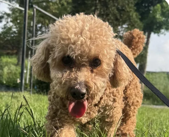 An adult small-sized female Miniature Poodle dog named Ruri for adoption in San Ramon, CA