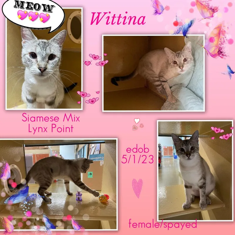 Wittina BRT thumbnail 3