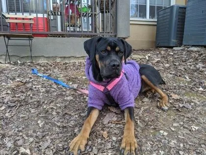 An adult large-sized female Mixed Breed dog named Dolly Parton for adoption in Atlanta, GA