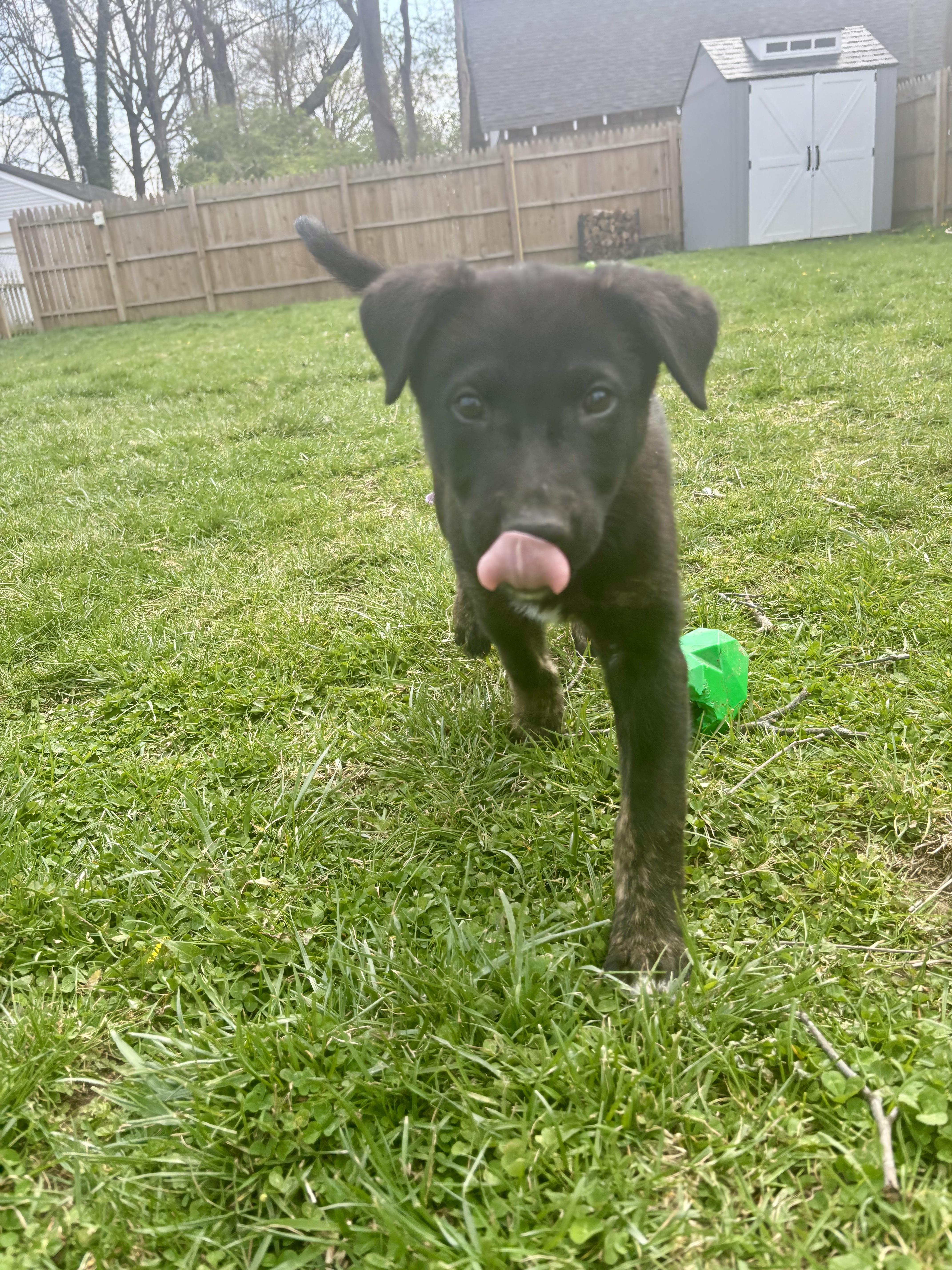 Dusty  Male D thumbnail 2