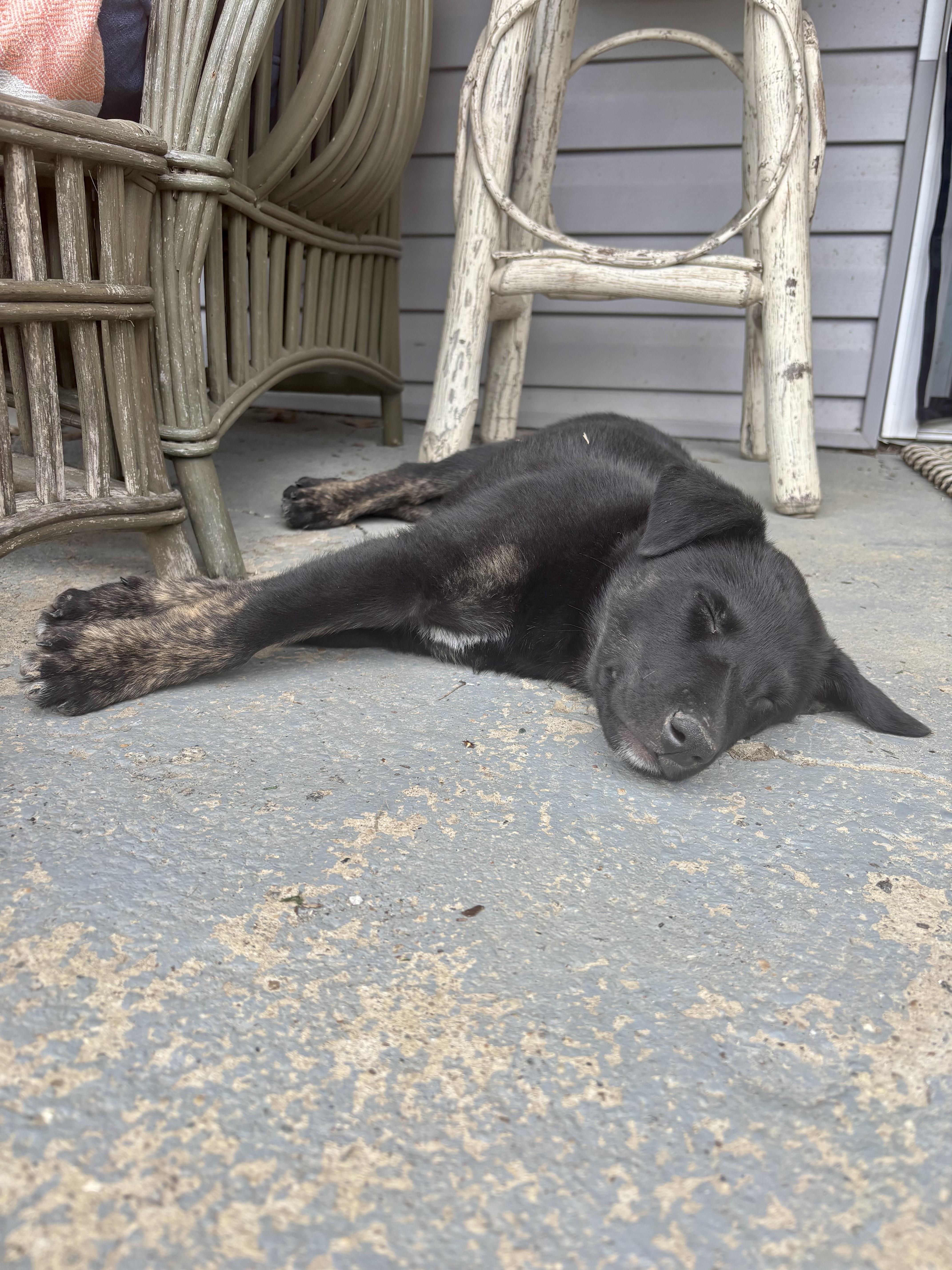 Dusty  Male D thumbnail 3