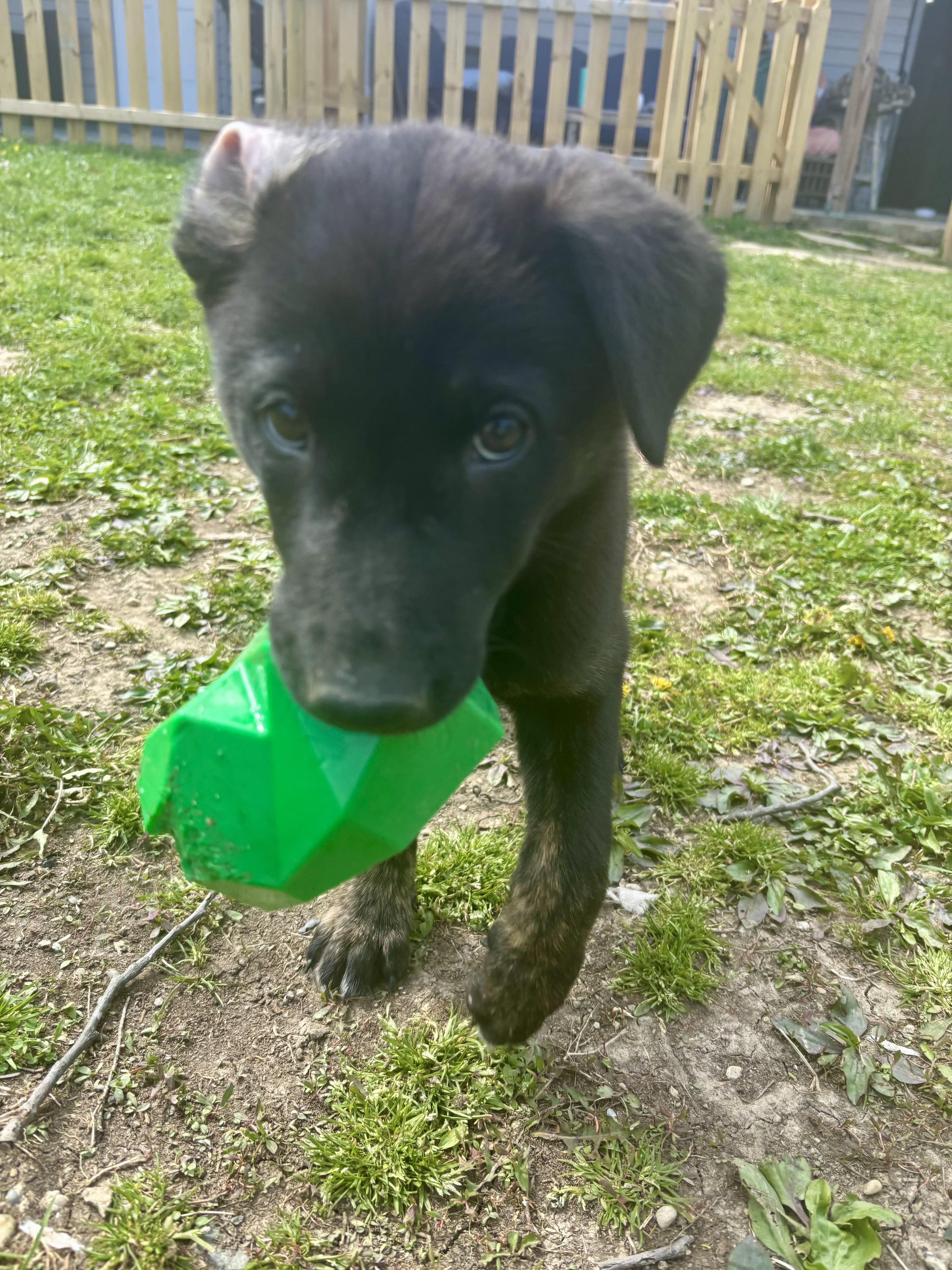 Dusty  Male D thumbnail 4