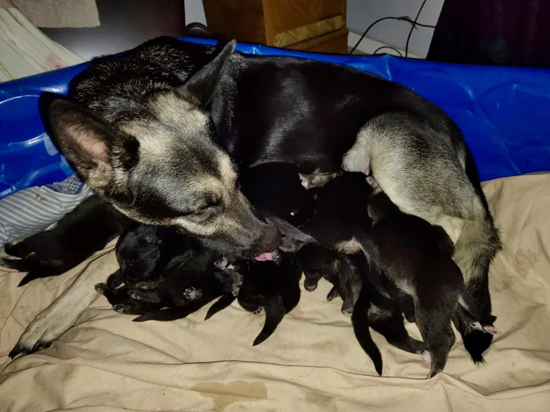 Dusty  Male D thumbnail 5