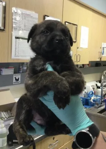 A baby small-sized male German Shepherd Dog dog named Mello for adoption in Riverside, CA