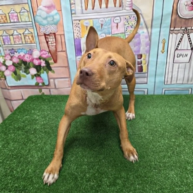 An adult medium-sized female Red / Chestnut / Orange Pit Bull Terrier dog named Dallara for adoption in Statesboro, GA