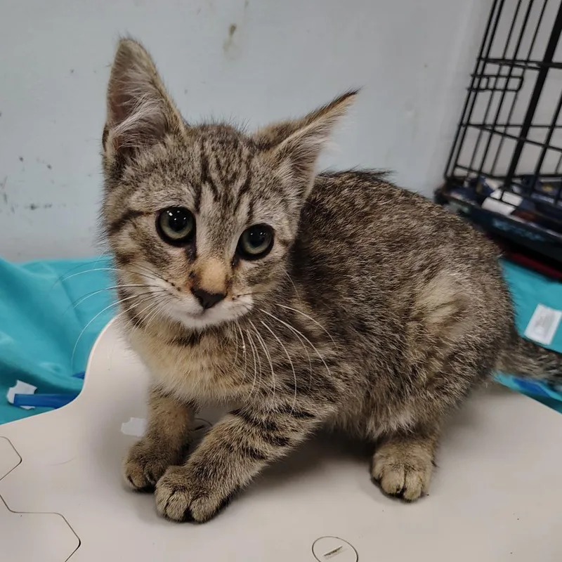 A baby small-sized male Brown / Chocolate Domestic Short Hair cat named Roast for adoption in Coos Bay, OR