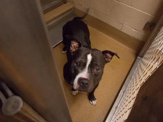 An adult medium-sized male Pit Bull Terrier dog named Lossy for adoption in Martinez, CA