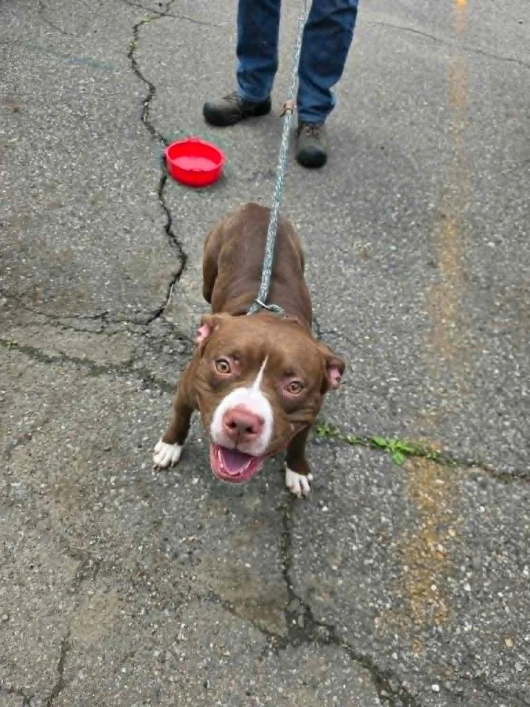 A young medium-sized female Boston Terrier dog named Karlee for adoption in New Manchester, WV
