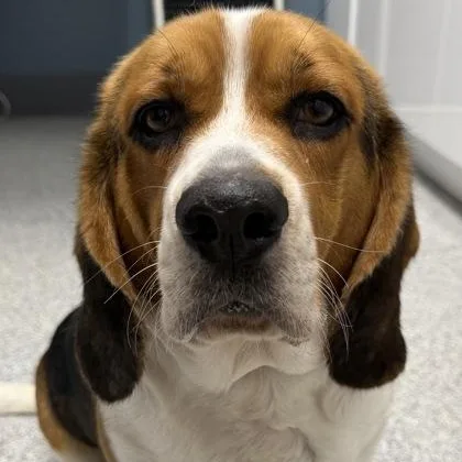 A young medium-sized male Tricolor (Brown, Black, & White) Beagle dog named Shiloh for adoption in Tinley Park, IL