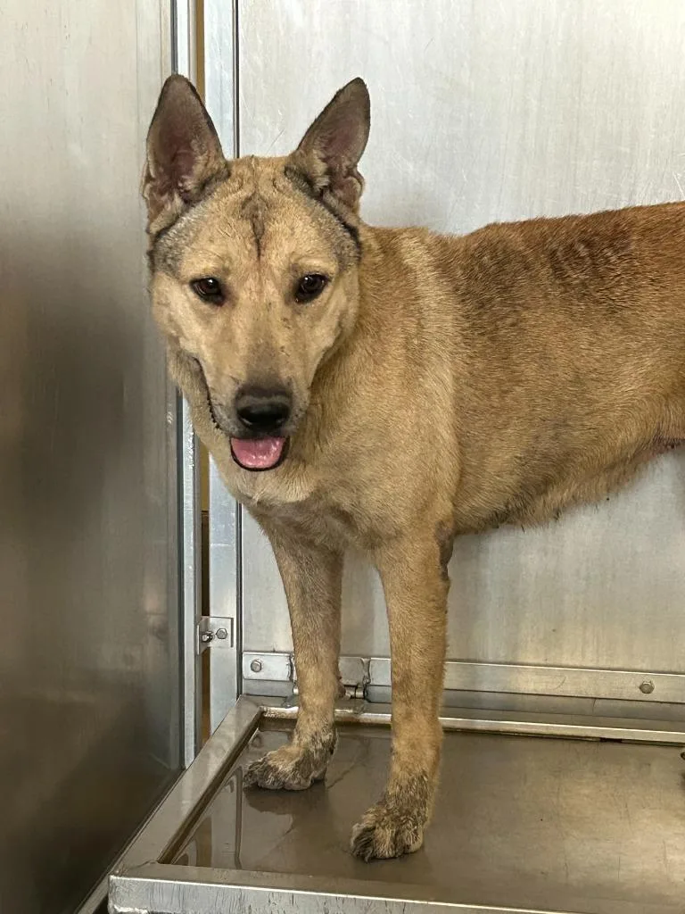 Dog ISO