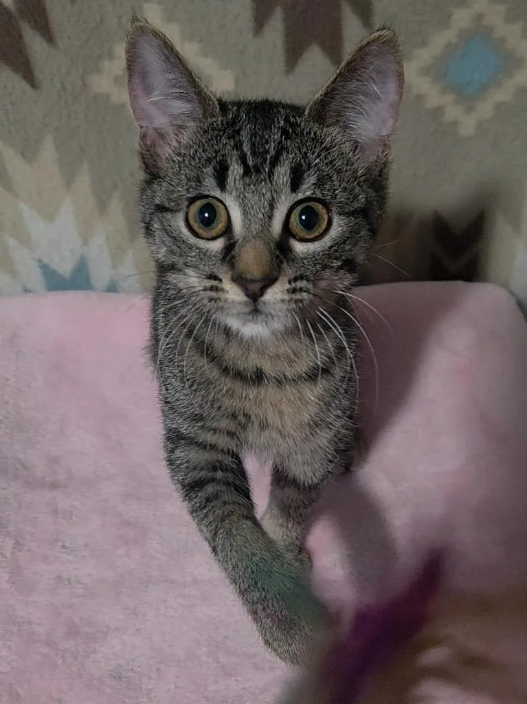 A baby medium-sized female Tabby (Brown / Chocolate) Domestic Short Hair cat named Caterpillar for adoption in Shawnee, KS