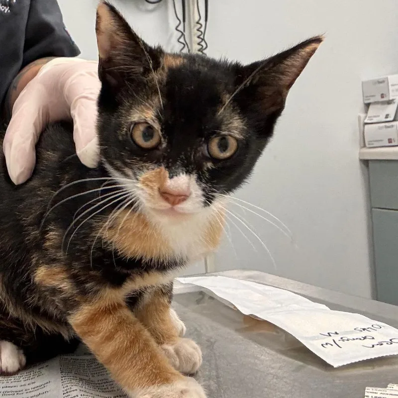 A baby small-sized female Black Domestic Short Hair cat named Lauren for adoption in Jacksonville, FL