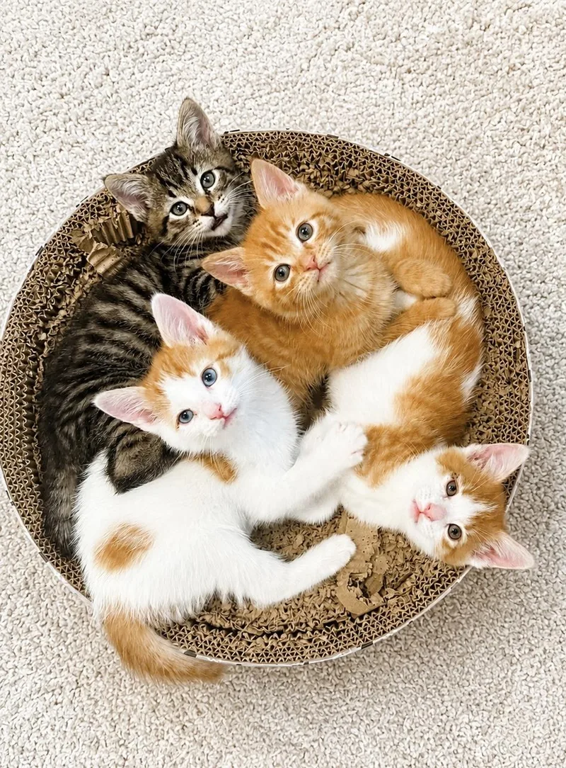 A baby medium-sized male Orange & White Domestic Short Hair cat named Bumblebee for adoption in Greensboro, NC