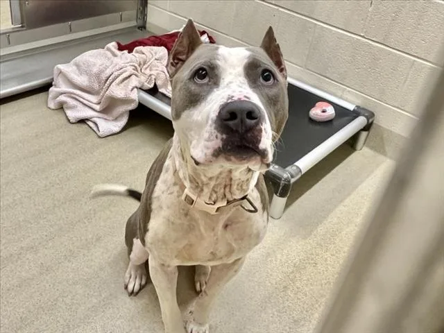 A young medium-sized male Pit Bull Terrier dog named Angel for adoption in Chapel Hill, NC