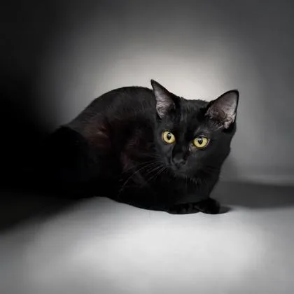 An adult medium-sized male Domestic Short Hair cat named Moon for adoption in Cumberland, MD