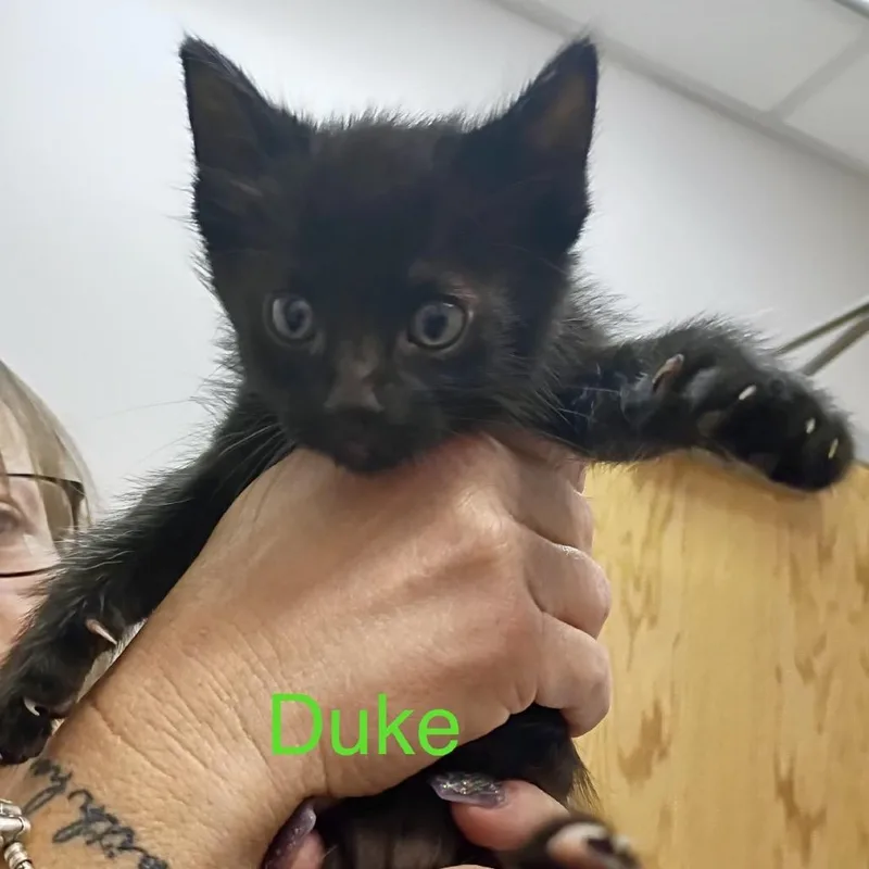 Duke Ellington thumbnail 3