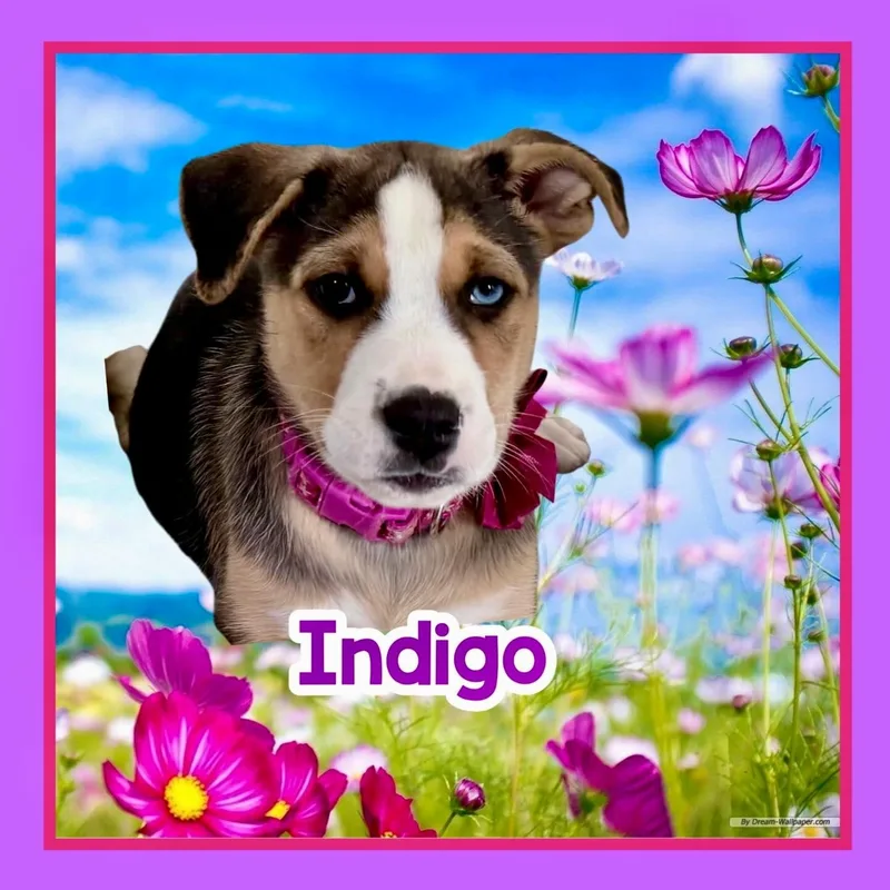 A young medium-sized female Bicolor Foxhound dog named Indigo for adoption in Raleigh, NC