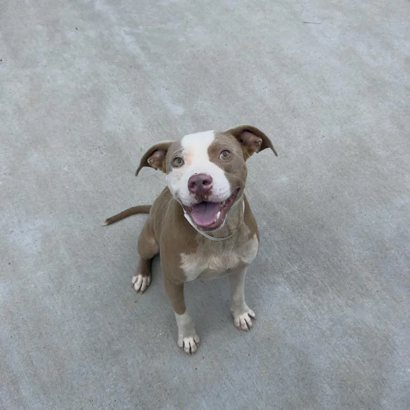 An adult large-sized male Yellow / Tan / Blond / Fawn Labrador Retriever dog named Willy for adoption in Birmingham, AL