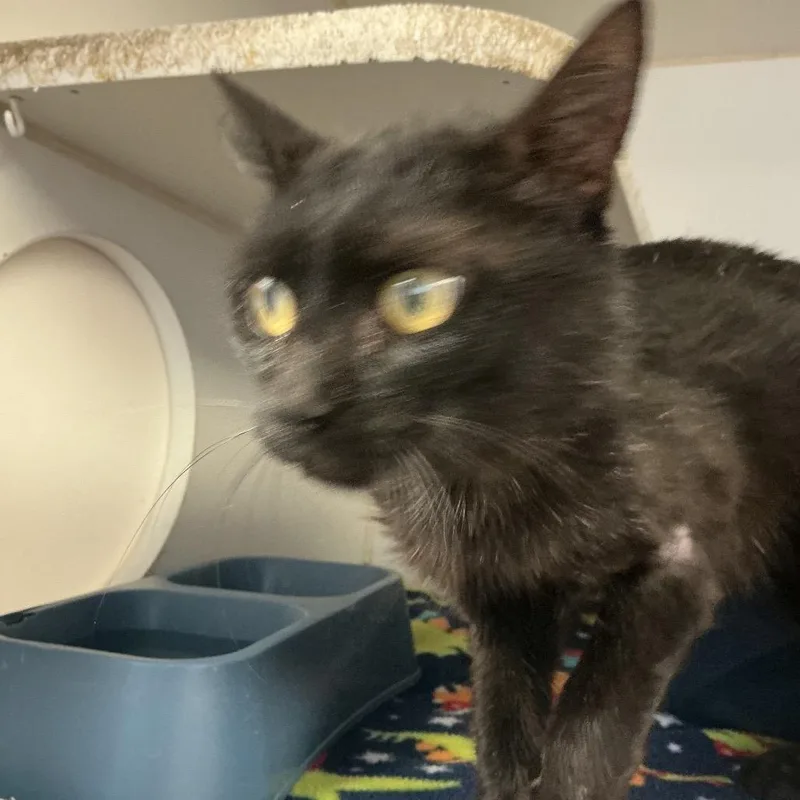 A young small-sized male Black Domestic Short Hair cat named Sherlock for adoption in St Joseph, MO