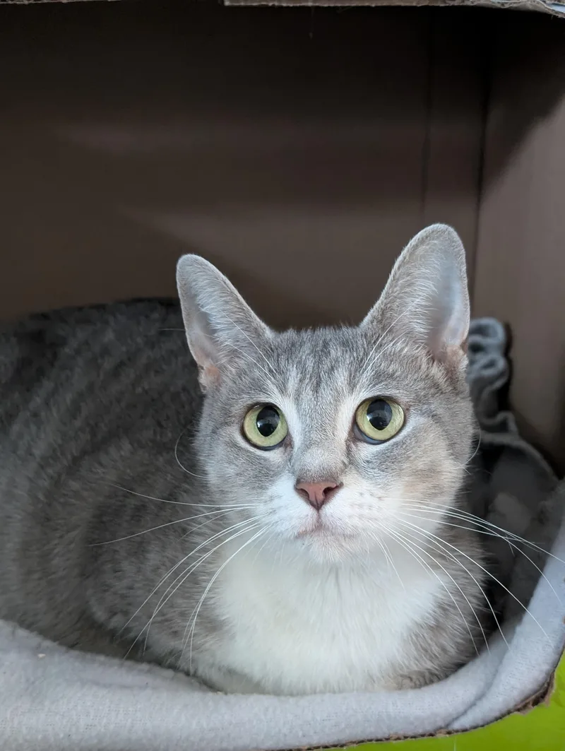An adult medium-sized female Gray & White Domestic Short Hair cat named Trixie for adoption in Tilton, IL