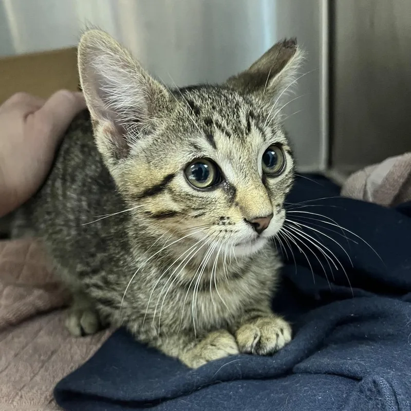 A baby small-sized male Brown / Chocolate Domestic Short Hair cat named Ryze for adoption in Oneonta, NY