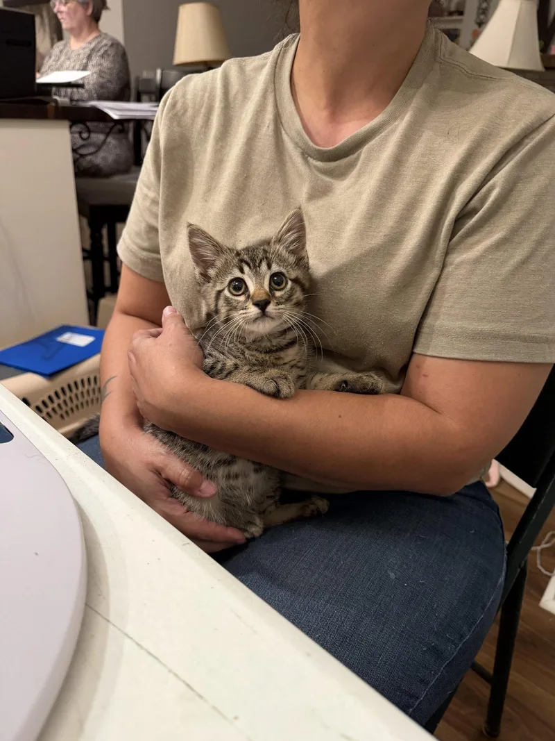 A young medium-sized male Domestic Short Hair cat named Accomplice for adoption in Camden, SC