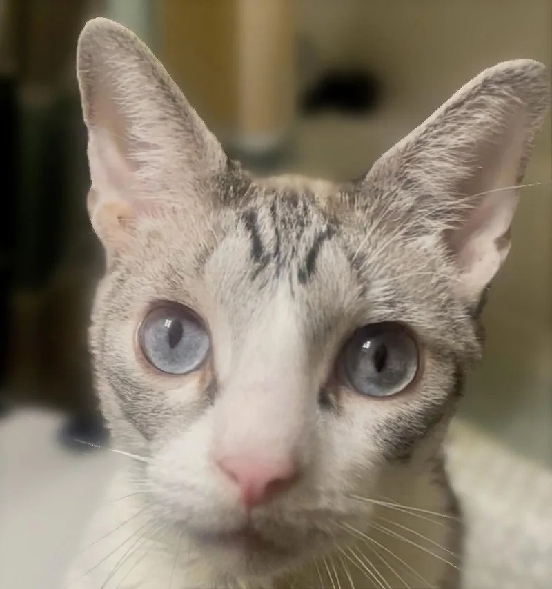 A young medium-sized male Siamese cat named Astro yourwhiskeredshadow for adoption in Houston, TX