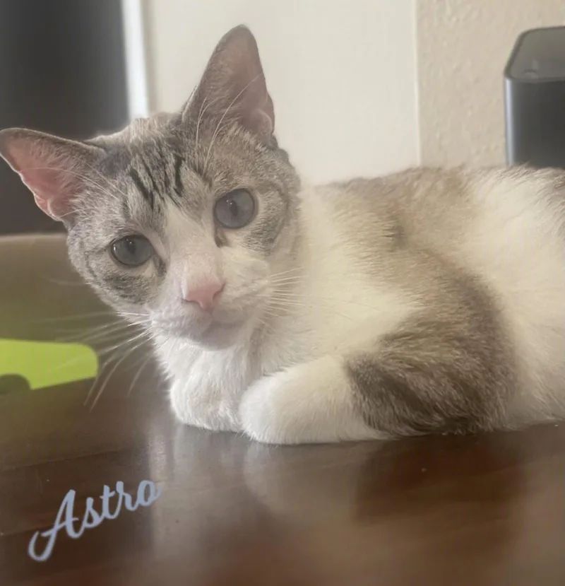Astro yourwhiskeredshadow thumbnail 2