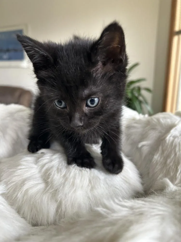 A baby medium-sized male Black Domestic Short Hair cat named Elephant for adoption in Clinton Township, MI