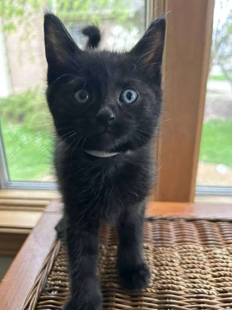 Elephant thumbnail 2