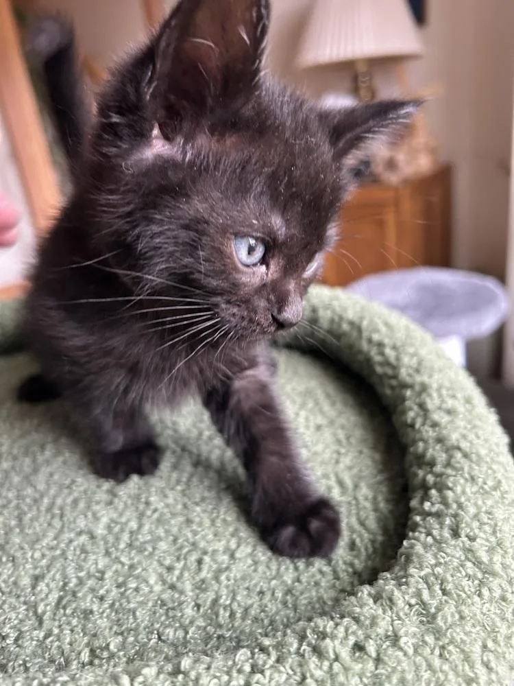 Elephant thumbnail 3